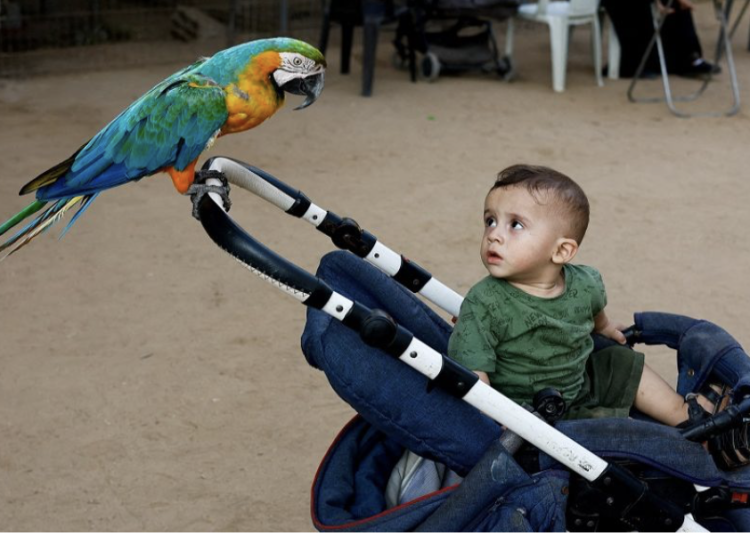 gaza